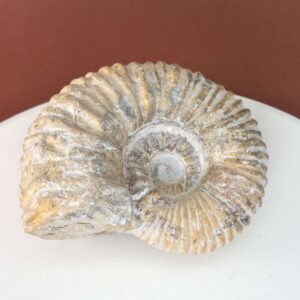 Naturligt ammonit fossil med karakteristisk spiral, forbundet med forandring, vækst og positiv energi.
