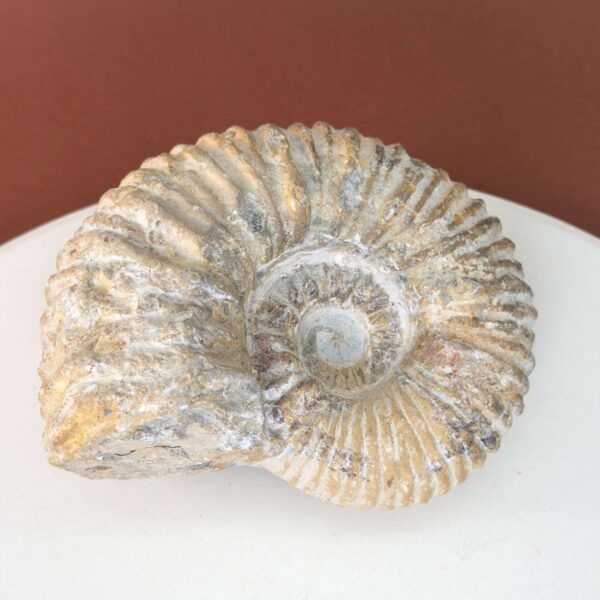 Naturligt ammonit fossil med karakteristisk spiral, forbundet med forandring, vækst og positiv energi.