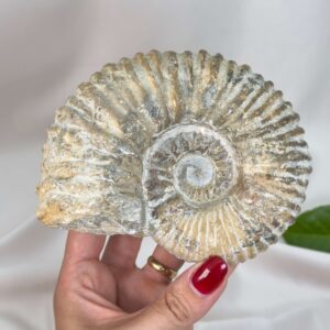Naturligt ammonit fossil med karakteristisk spiral, forbundet med forandring, vækst og positiv energi.