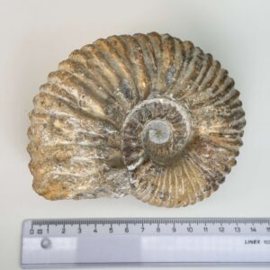 Naturligt ammonit fossil med karakteristisk spiral, forbundet med forandring, vækst og positiv energi.
