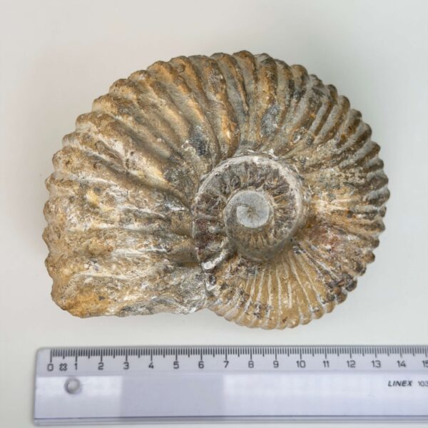 Naturligt ammonit fossil med karakteristisk spiral, forbundet med forandring, vækst og positiv energi.