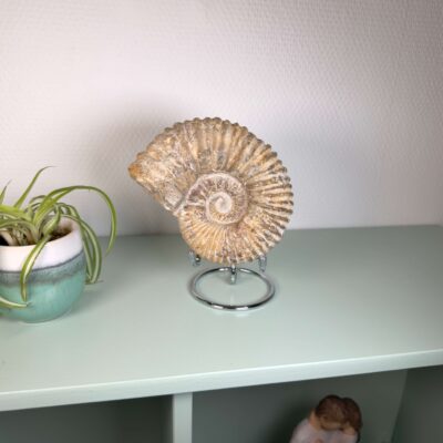 Naturligt ammonit fossil med karakteristisk spiral, forbundet med forandring, vækst og positiv energi.