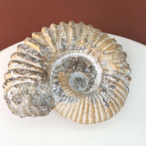 Smukt ammonit fossil med naturlig spiral, kendt for at symbolisere vækst, harmoni og jordforbindelse.