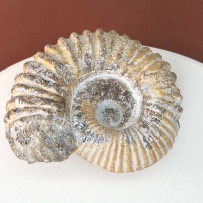 Smukt ammonit fossil med naturlig spiral, kendt for at symbolisere vækst, harmoni og jordforbindelse.