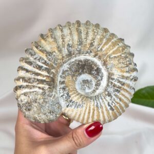 Smukt ammonit fossil med naturlig spiral, kendt for at symbolisere vækst, harmoni og jordforbindelse.