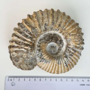 Smukt ammonit fossil med naturlig spiral, kendt for at symbolisere vækst, harmoni og jordforbindelse.