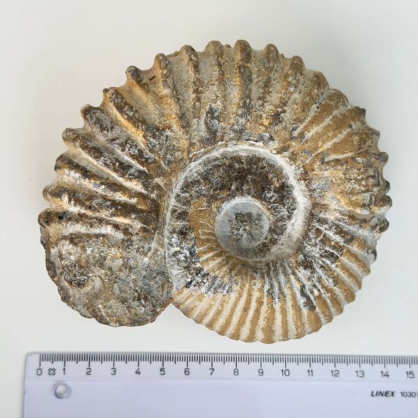 Smukt ammonit fossil med naturlig spiral, kendt for at symbolisere vækst, harmoni og jordforbindelse.