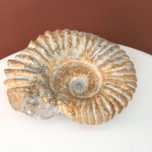 Smukt ammonit fossil med naturlig spiral, kendt for at symbolisere vækst, harmoni og jordforbindelse.