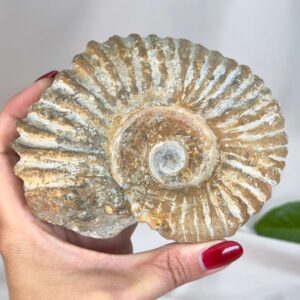 Smukt ammonit fossil med naturlig spiral, kendt for at symbolisere vækst, harmoni og jordforbindelse.