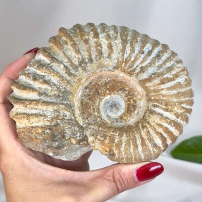 Smukt ammonit fossil med naturlig spiral, kendt for at symbolisere vækst, harmoni og jordforbindelse.