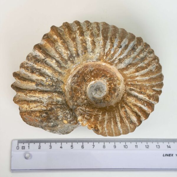 Smukt ammonit fossil med naturlig spiral, kendt for at symbolisere vækst, harmoni og jordforbindelse.