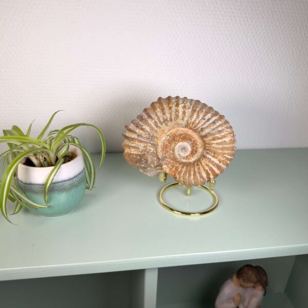 Smukt ammonit fossil med naturlig spiral, kendt for at symbolisere vækst, harmoni og jordforbindelse.