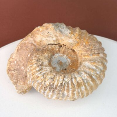 Smukt ammonit fossil med naturlig spiral, kendt for at symbolisere vækst, harmoni og jordforbindelse.