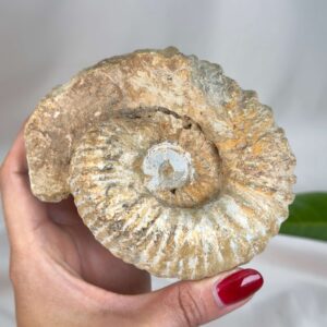 Smukt ammonit fossil med naturlig spiral, kendt for at symbolisere vækst, harmoni og jordforbindelse.