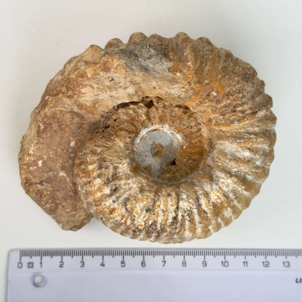 Smukt ammonit fossil med naturlig spiral, kendt for at symbolisere vækst, harmoni og jordforbindelse.