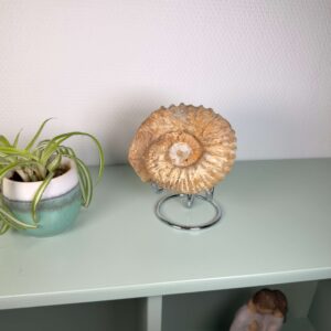 Smukt ammonit fossil med naturlig spiral, kendt for at symbolisere vækst, harmoni og jordforbindelse.