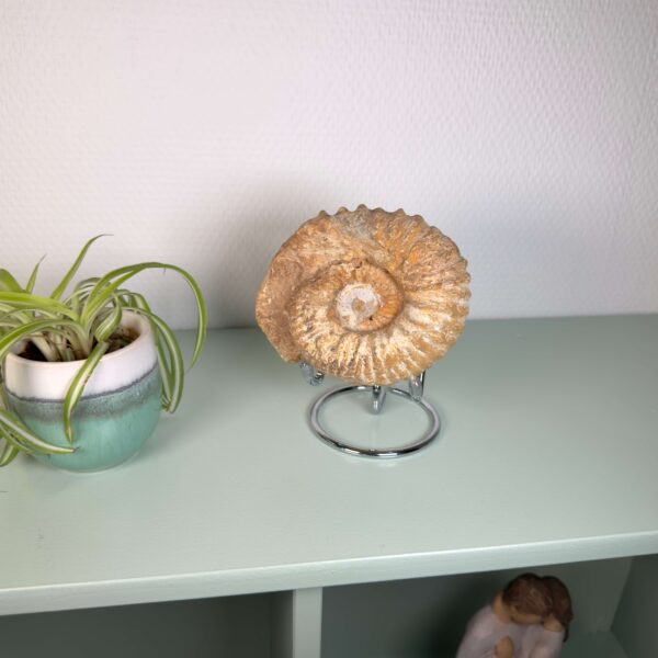Smukt ammonit fossil med naturlig spiral, kendt for at symbolisere vækst, harmoni og jordforbindelse.