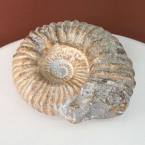 Smukt ammonit fossil med naturlig spiral, kendt for at symbolisere vækst, harmoni og jordforbindelse.