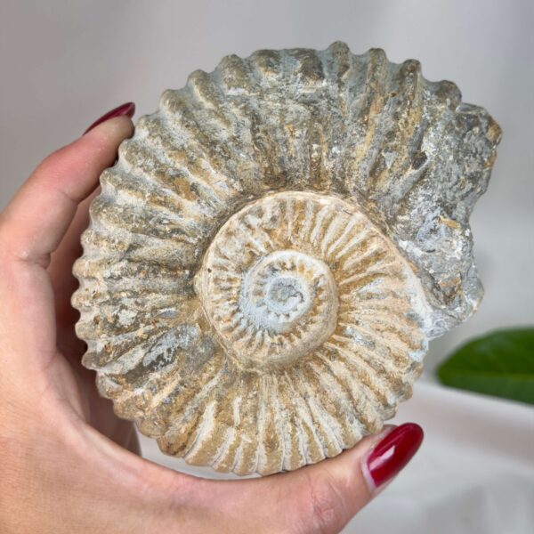 Smukt ammonit fossil med naturlig spiral, kendt for at symbolisere vækst, harmoni og jordforbindelse.