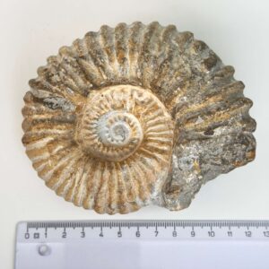 Smukt ammonit fossil med naturlig spiral, kendt for at symbolisere vækst, harmoni og jordforbindelse.