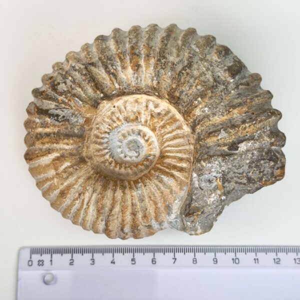 Smukt ammonit fossil med naturlig spiral, kendt for at symbolisere vækst, harmoni og jordforbindelse.