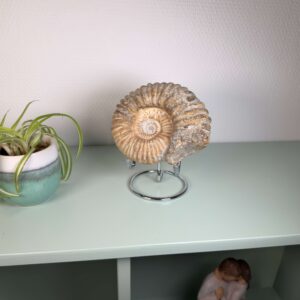 Smukt ammonit fossil med naturlig spiral, kendt for at symbolisere vækst, harmoni og jordforbindelse.