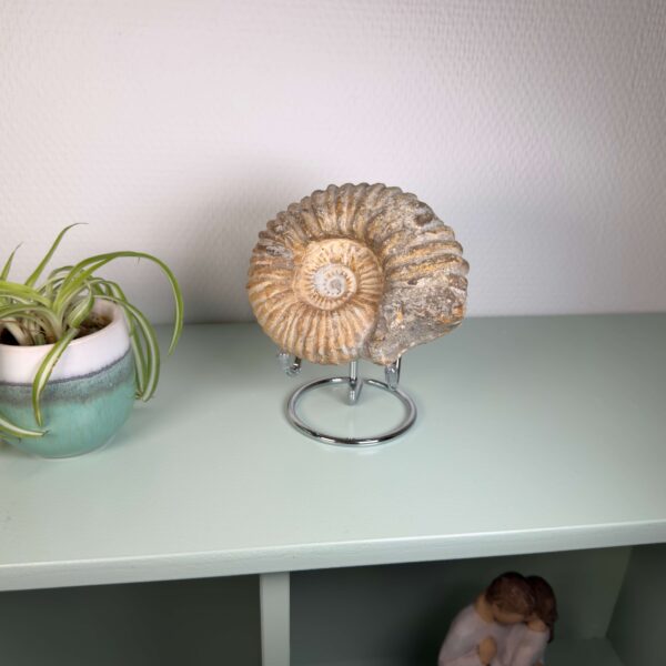 Smukt ammonit fossil med naturlig spiral, kendt for at symbolisere vækst, harmoni og jordforbindelse.