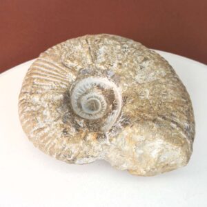 Unikt ammonit fossil med smuk spiral og en energi, der forbindes med udvikling, stabilitet og balance.