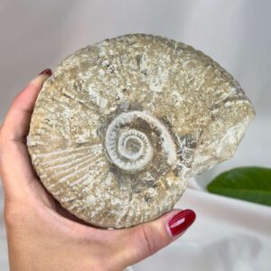 Unikt ammonit fossil med smuk spiral og en energi, der forbindes med udvikling, stabilitet og balance.