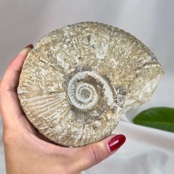 Unikt ammonit fossil med smuk spiral og en energi, der forbindes med udvikling, stabilitet og balance.