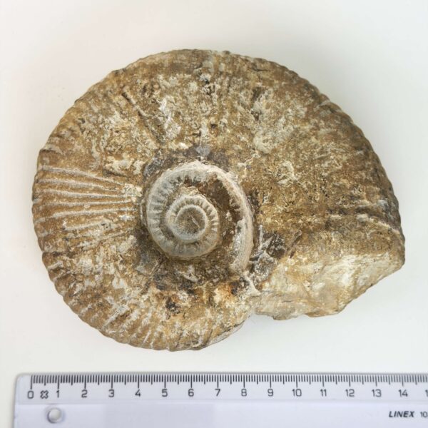 Unikt ammonit fossil med smuk spiral og en energi, der forbindes med udvikling, stabilitet og balance.
