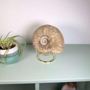 Unikt ammonit fossil med smuk spiral og en energi, der forbindes med udvikling, stabilitet og balance.