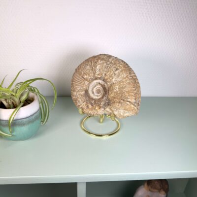 Unikt ammonit fossil med smuk spiral og en energi, der forbindes med udvikling, stabilitet og balance.