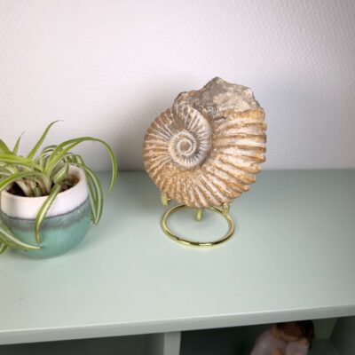 Unikt ammonit fossil med smuk spiral og en energi, der forbindes med udvikling, stabilitet og balance.