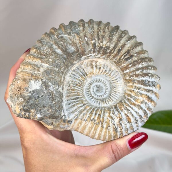Unikt ammonit fossil med smuk spiral og en energi, der forbindes med udvikling, stabilitet og balance.