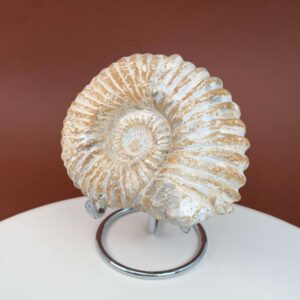 Ammonit fossil med smuk spiral, der symboliserer udvikling, balance og livets naturlige cyklus.