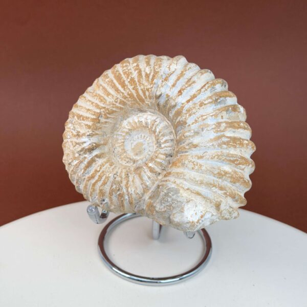 Ammonit fossil med smuk spiral, der symboliserer udvikling, balance og livets naturlige cyklus.