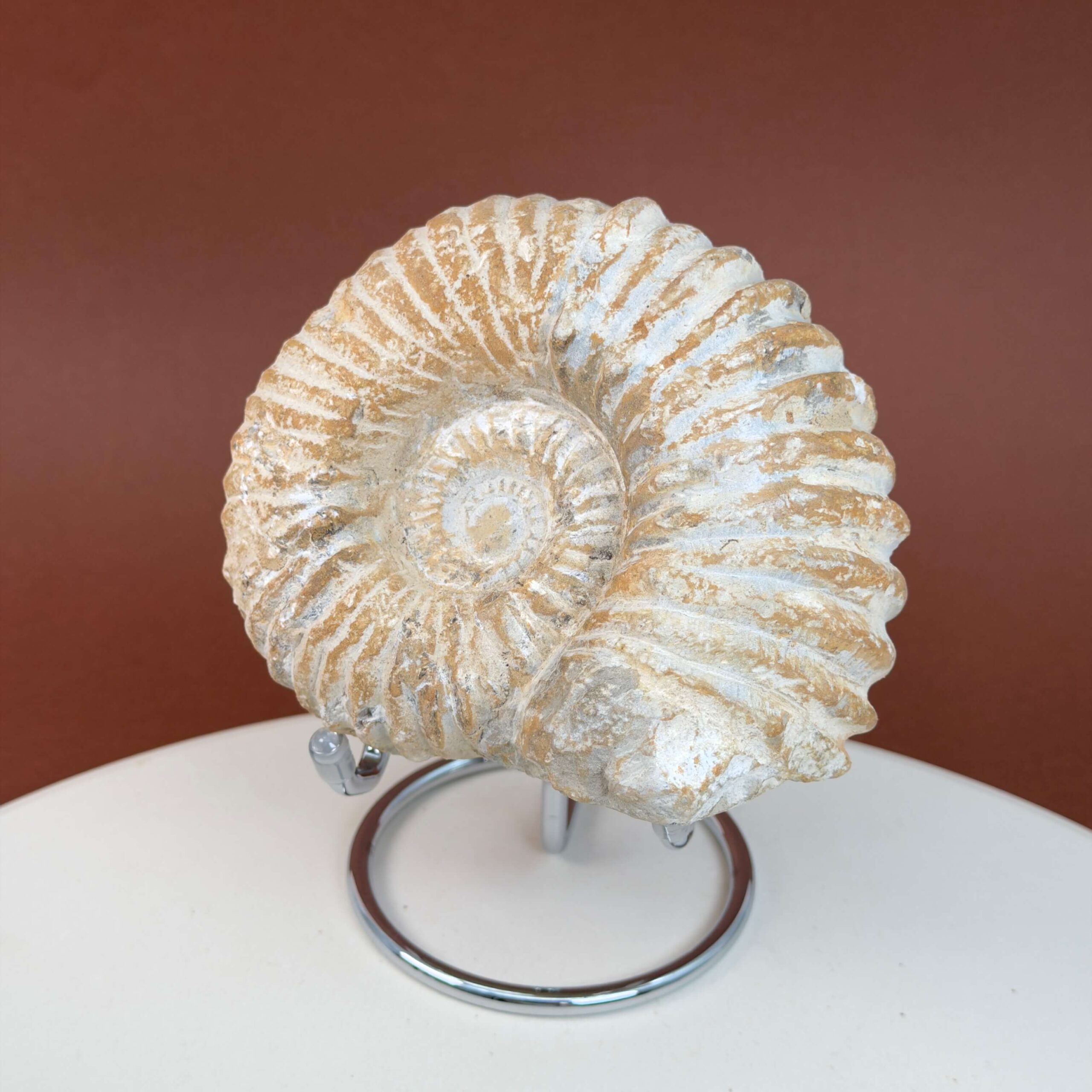 Ammonit fossil med smuk spiral, der symboliserer udvikling, balance og livets naturlige cyklus.
