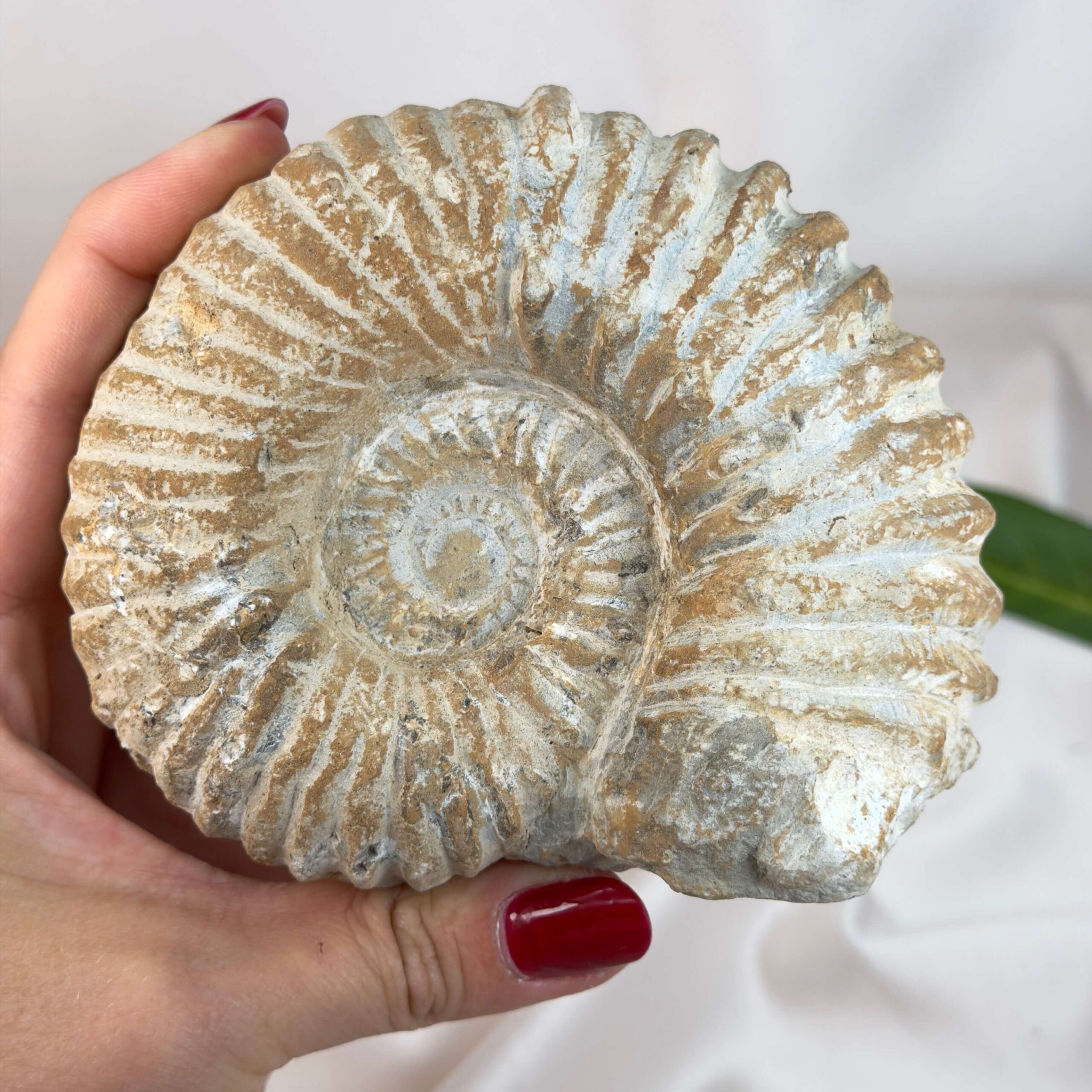 Ammonit fossil med smuk spiral, der symboliserer udvikling, balance og livets naturlige cyklus.