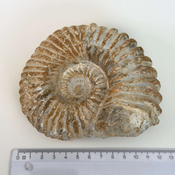Ammonit fossil med smuk spiral, der symboliserer udvikling, balance og livets naturlige cyklus.