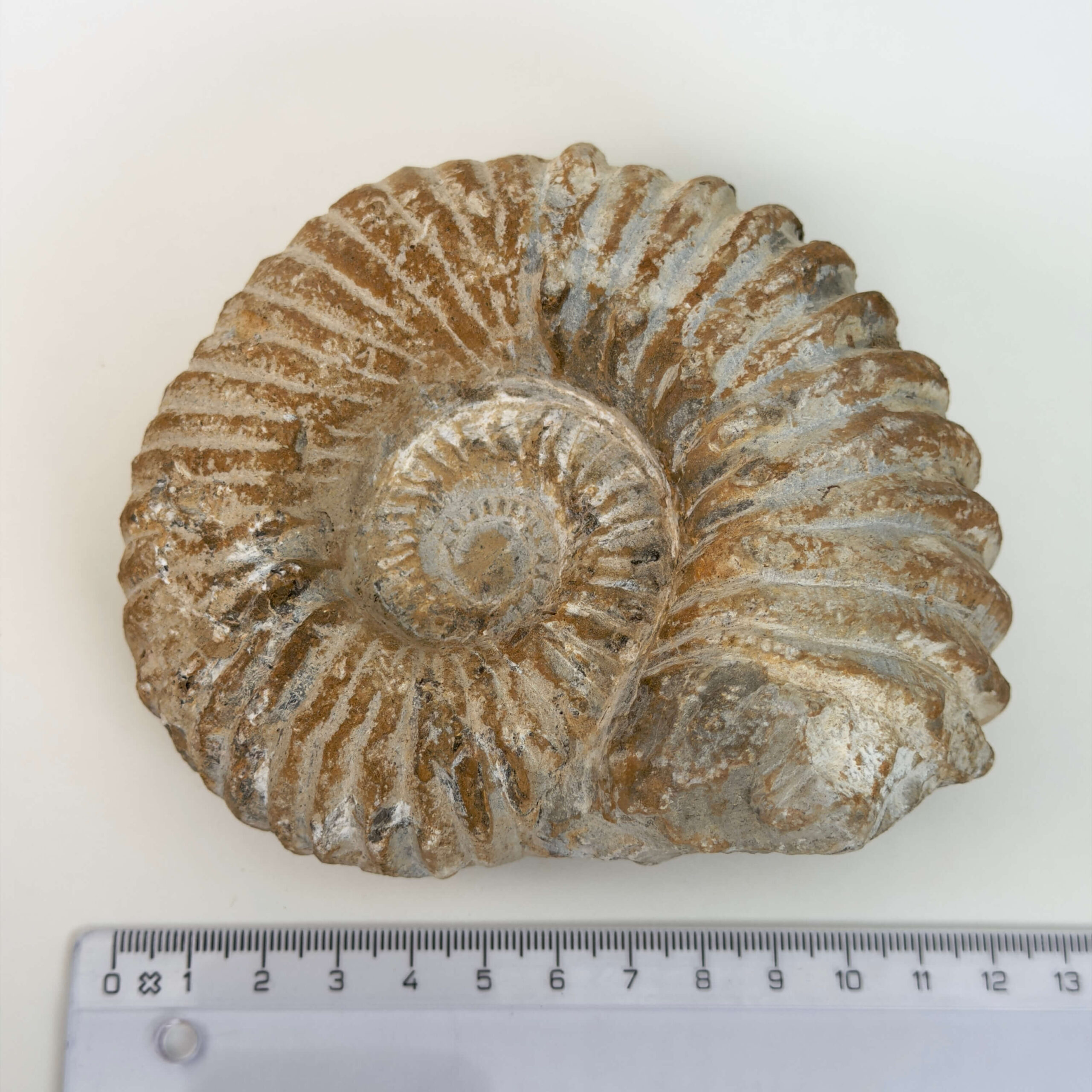 Ammonit fossil med smuk spiral, der symboliserer udvikling, balance og livets naturlige cyklus.