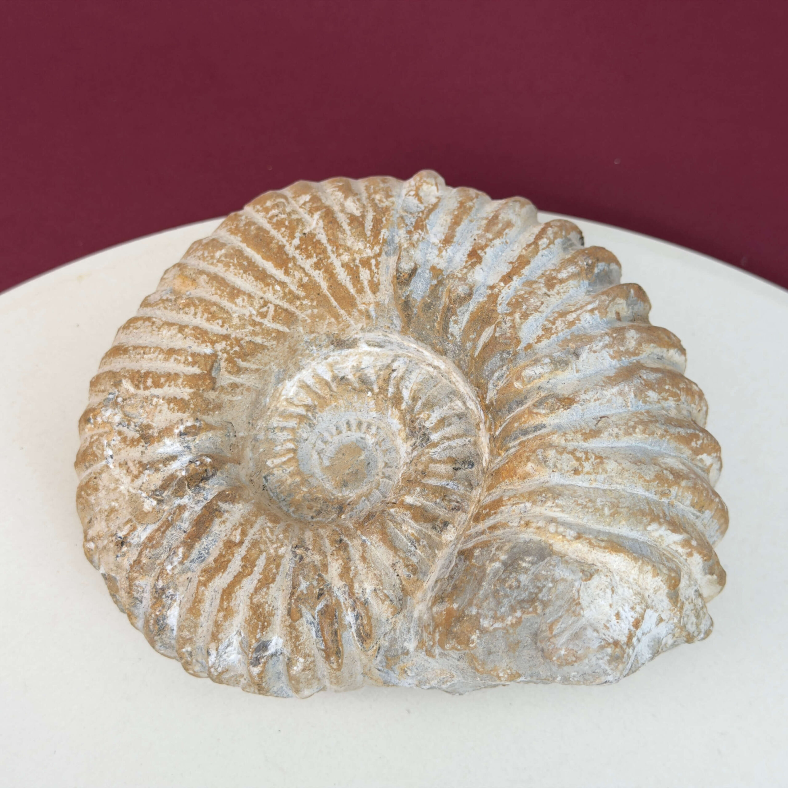 Ammonit fossil med smuk spiral, der symboliserer udvikling, balance og livets naturlige cyklus.