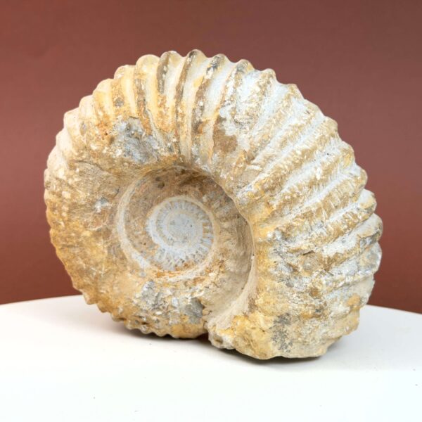 Ammonit fossil med smuk spiral, der symboliserer udvikling, balance og livets naturlige cyklus.