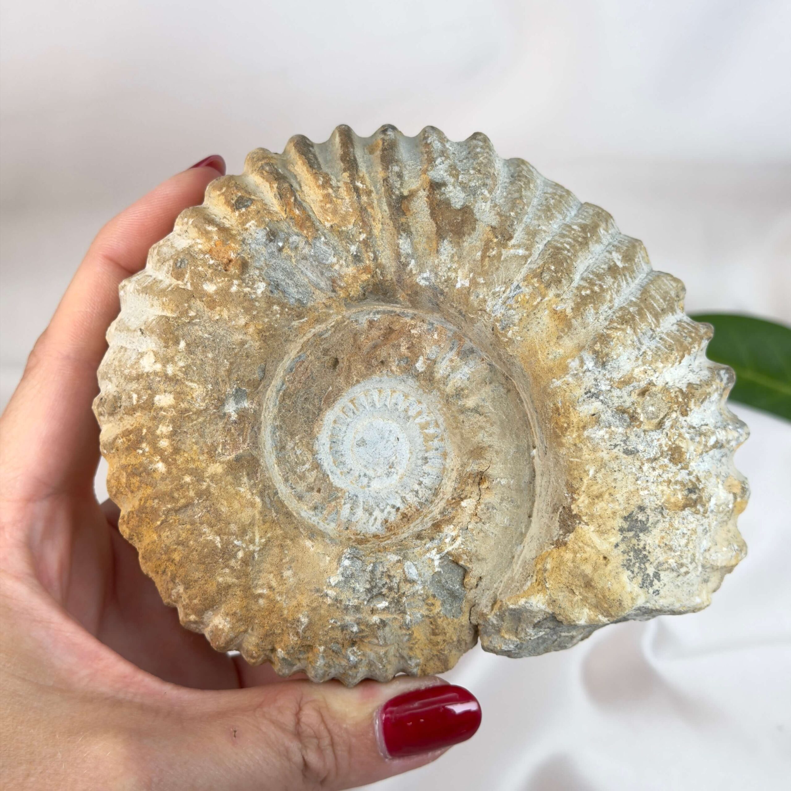 Ammonit fossil med smuk spiral, der symboliserer udvikling, balance og livets naturlige cyklus.