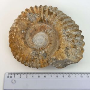 Ammonit fossil med smuk spiral, der symboliserer udvikling, balance og livets naturlige cyklus.