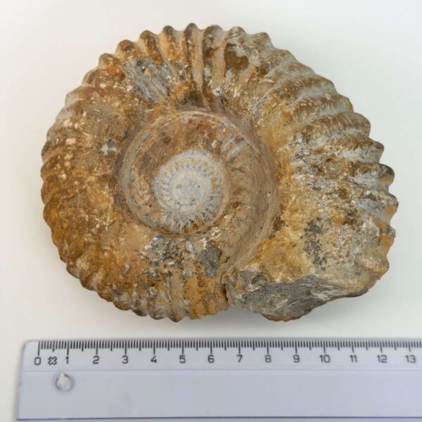 Ammonit fossil med smuk spiral, der symboliserer udvikling, balance og livets naturlige cyklus.
