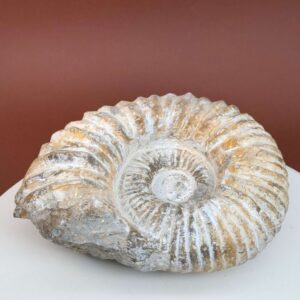 Ammonit fossil med smuk spiral, der symboliserer udvikling, balance og livets naturlige cyklus.