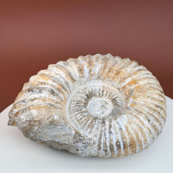 Ammonit fossil med smuk spiral, der symboliserer udvikling, balance og livets naturlige cyklus.