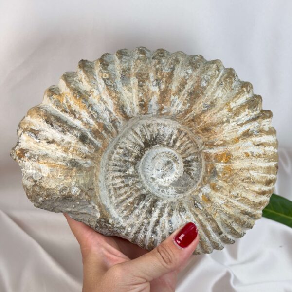 Ammonit fossil med smuk spiral, der symboliserer udvikling, balance og livets naturlige cyklus.