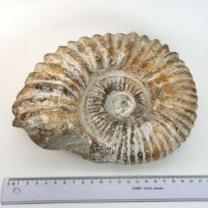 Ammonit fossil med smuk spiral, der symboliserer udvikling, balance og livets naturlige cyklus.